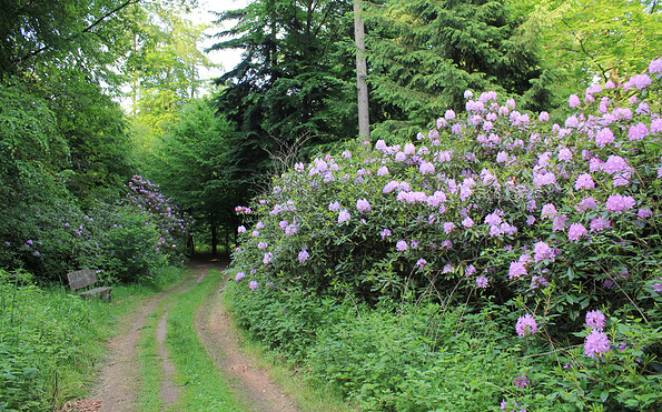 Blühende Rhododendren im Schlosspark, Foto: Bansen-Wittig