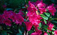 Rhododendronblüte in Rot, Foto: Bansen-Wittig