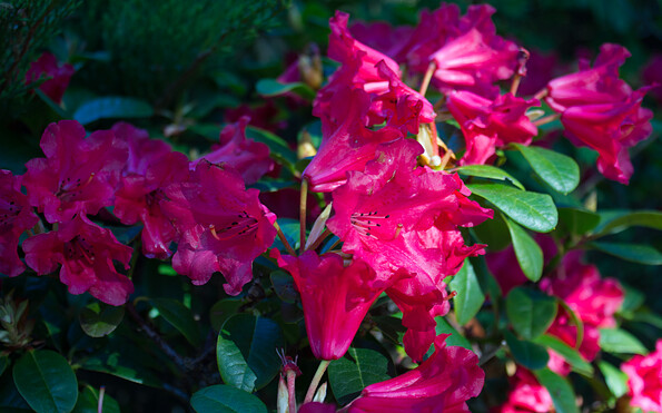 Rhododendronblüte in Rot, Foto: Bansen-Wittig