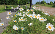Margeritten blühen am Wegesrand, Foto: Bansen-Wittig