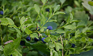 Blaubeeren in der Brandtsheide, Foto: Bansen-Wittig