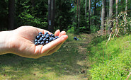 Eine Handvoll Blaubeeren ist im Sommer schnell gepflückt, Foto: Bansen-Wittig