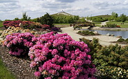 Rhododendronblüte, Foto: Findlingspark Nochten, Lizenz: Förderverein Findlingspark