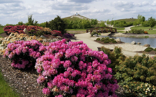 Rhododendronblüte, Foto: Findlingspark Nochten, Lizenz: Förderverein Findlingspark