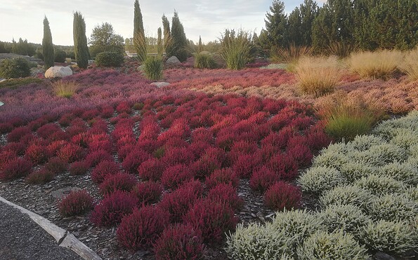 Heideblüte, Foto: Findlingspark Nochten, Lizenz: Förderverein Findlingspark