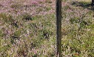Henzendorfer Heide, Foto: Besucherinformation Amt Neuzelle, Lizenz: Besucherinformation Amt Neuzelle
