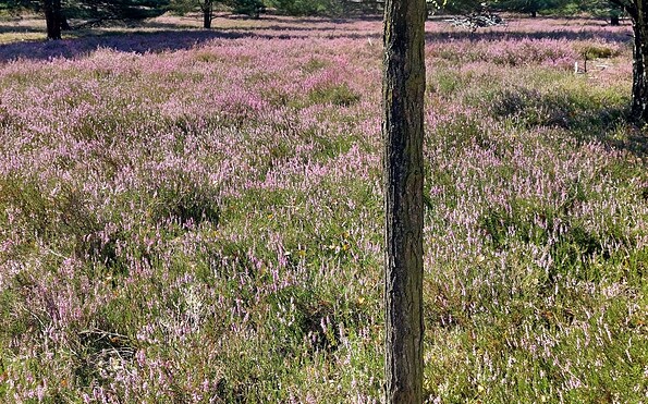 Henzendorfer Heide, Foto: Besucherinformation Amt Neuzelle, Lizenz: Besucherinformation Amt Neuzelle