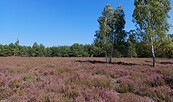 Henzendorfer Heide, Foto: Besucherinformation Amt Neuzelle, Lizenz: Besucherinformation Amt Neuzelle