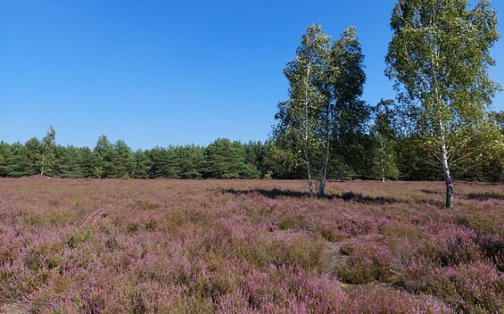 Henzendorfer Heide, Foto: Besucherinformation Amt Neuzelle, Lizenz: Besucherinformation Amt Neuzelle