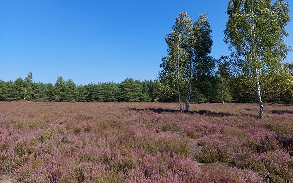 Henzendorfer Heide, Foto: Besucherinformation Amt Neuzelle, Lizenz: Besucherinformation Amt Neuzelle