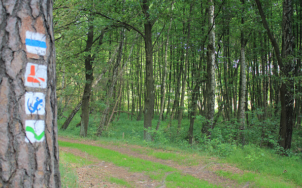 Die oberste Baummarkierung weist auf den E 11, Foto: Bansen-Wittig