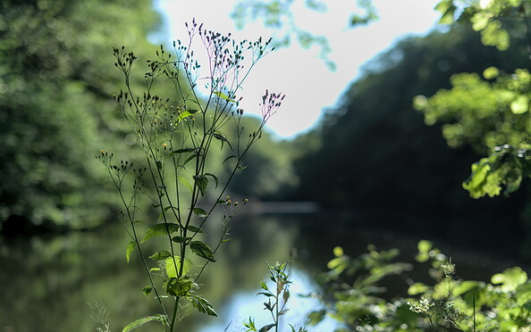 Blick auf den Kunsterteich, Foto: Jannika Olesch, Lizenz: Brandenburgische Seenplatte GmbH