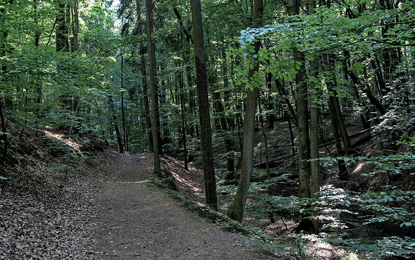 Wunderschöne Waldwege, Foto: Jannika Olesch, Lizenz: Brandenburgische Seenplatte GmbH