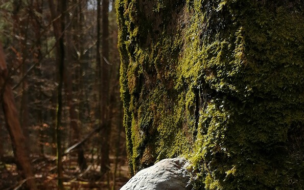 Details am Wegesrand, Foto: Michelle Engel, Lizenz: Brandenburgische Seenplatte GmbH