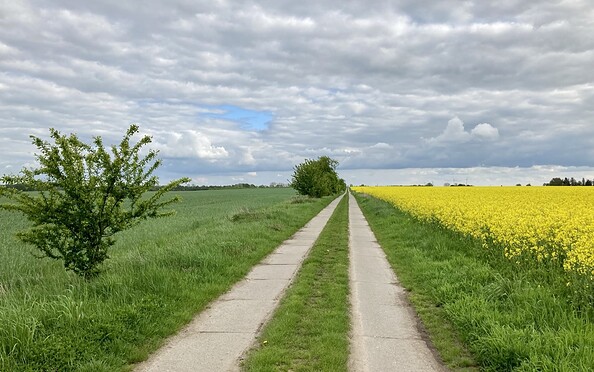 Along fields of rape blossom, Foto: Itta Olaj, Lizenz: Brandenburgische Seenplatte GmbH