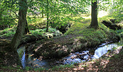 Schöner Wegeabschnitt: Entlang des Briesener Bachs, Foto: Bansen-Wittig
