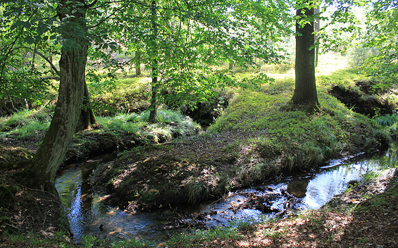 Schöner Wegeabschnitt: Entlang des Briesener Bachs, Foto: Bansen-Wittig