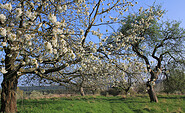 Obstbaumblüte am Apfelberg, Foto: Bansen-Wittig