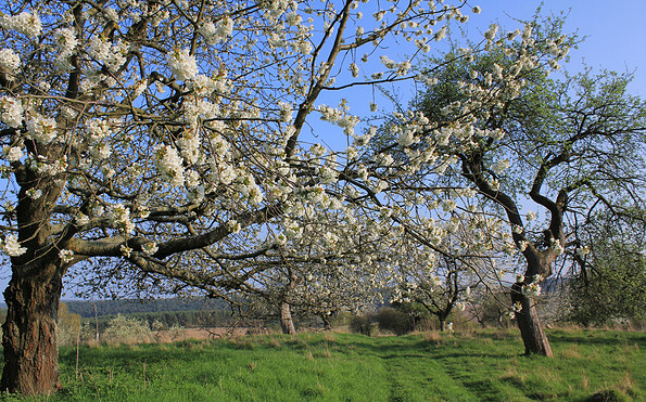 Obstbaumblüte am Apfelberg, Foto: Bansen-Wittig
