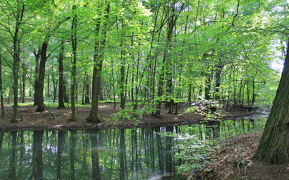 Teich am Forsthaus Rothebach, Foto: Bansen-Wittig