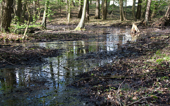 Quellgebiet Paradies Dippmannsdorf, Foto: Bansen-Wittig