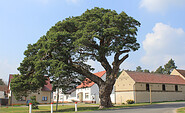 Kienbaum - das Wahrzeichen von Oberjünne, Foto: Bansen-Wittig