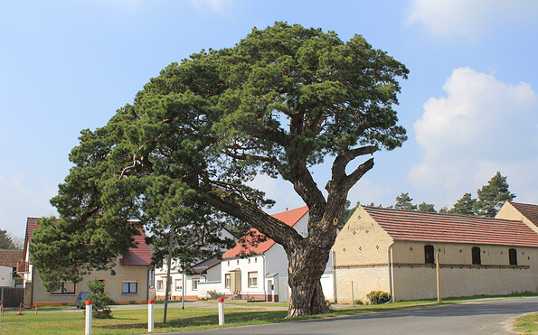 Kienbaum - das Wahrzeichen von Oberjünne, Foto: Bansen-Wittig