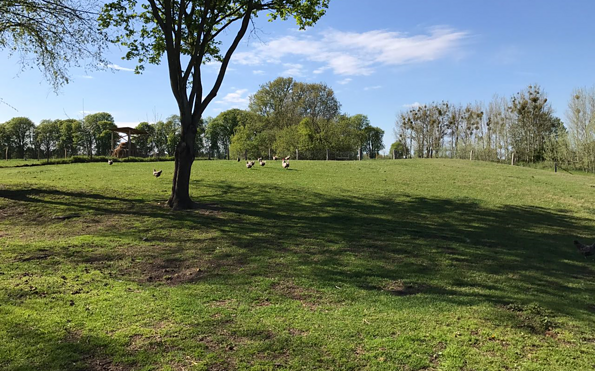Försterhof Görlsdorf, meadow chickens