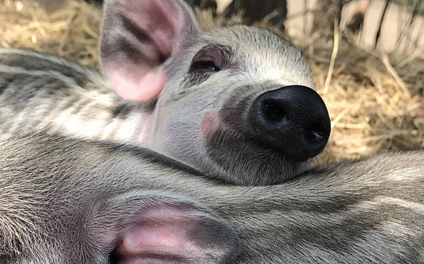 Försterhof Görlsdorf, piglets