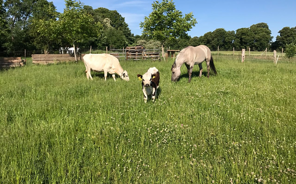 Försterhof Görlsdorf, cows
