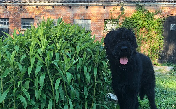 The owners' dog, Foto: Christiane Lünskens