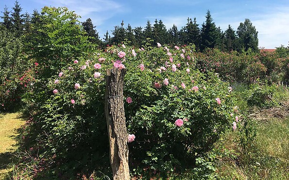 Rosenhaus, rose bushes, Foto: Matthias Kutt