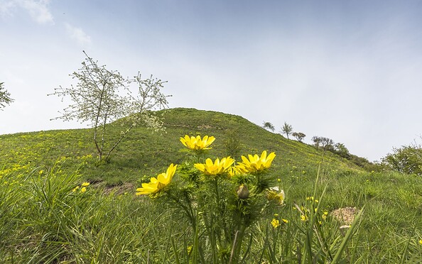 Adonis flowers near Lebus , Foto: Steffen Lehmann, Lizenz: TMB-Fotoarchiv