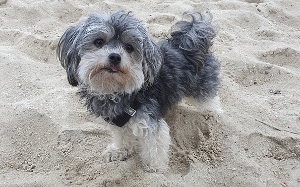 Hundedame Lissy am Hundestrand Stadthafen am Senftenberger See, Foto: Celine Klose, Lizenz: Tourismusverband Lausitzer Seenland e.V., Celine Klose