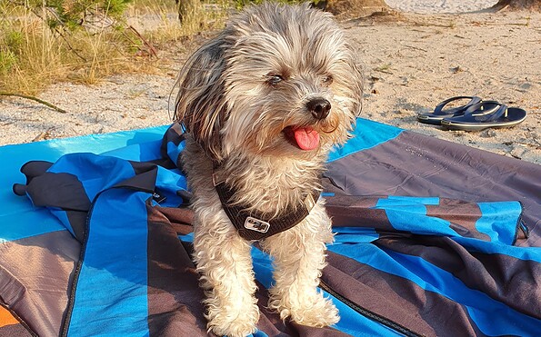 Hundedame auf Decke am Strand, Foto: Celine Klose, Lizenz: Tourismusverband Lausitzer Seenland e.V.