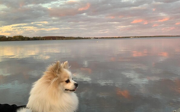 Hundedame Kiwi mit Blick auf den See, Foto: Jenny Ruben, Lizenz: Jenny Ruben