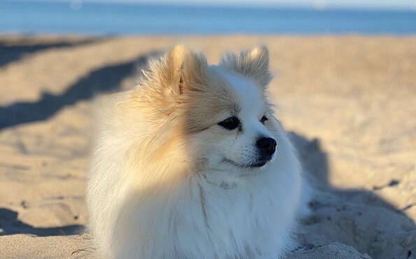 Hundedame Kiwi am Strand am Halbendorfer See, Foto: Jenny Ruben, Lizenz: Jenny Ruben