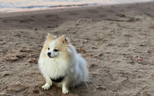 Hundedame Kiwi am Hundestrand Niemtsch am Senftenberger See, Foto: Jenny Ruben, Lizenz: Jenny Ruben