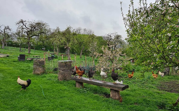 Chickens on the farm, Foto: Constanze Gierke, Lizenz: Constanze Gierke