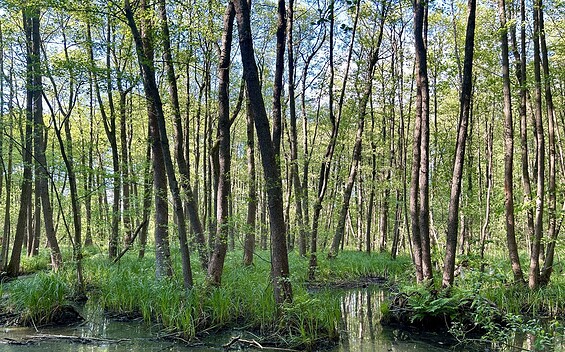 Moorland, Foto: Tourismusverein Scharmützelsee e.V.