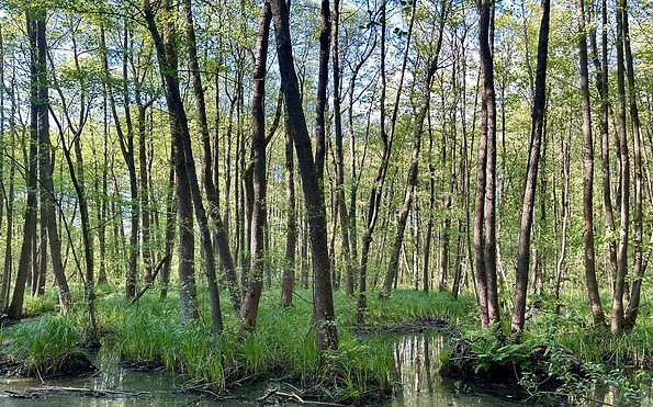 Moorland, Foto: Tourismusverein Scharmützelsee e.V.