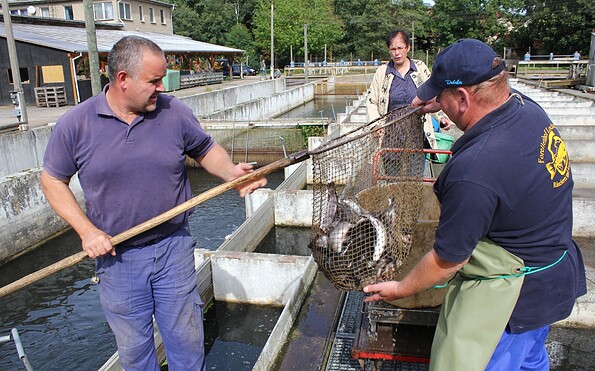 Fischer vom Forellenhof Locktow bei der Arbeit, Foto: Bansen-Wittig