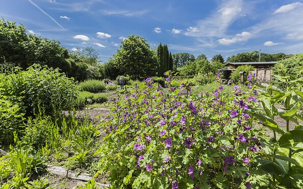 Klosterkräutergarten Himmeoaffen Lehmann, Foto: Steffen Lehmann