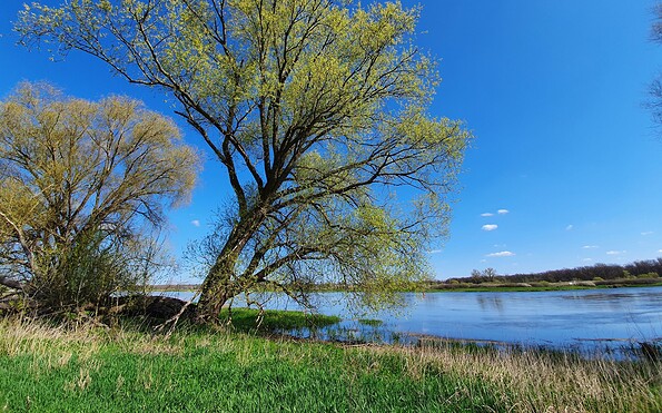 Oder bei Ratzdorf, Foto: Besucherinformation Amt Neuzelle