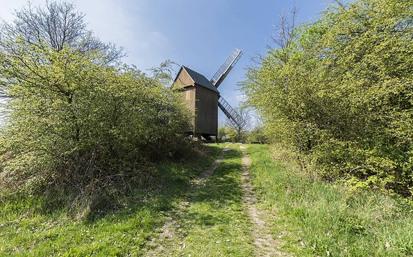 Frühling an der Bockwindmühle in Borne, Foto: Steffen Lehmann, Lizenz: TMB-Fotoarchiv