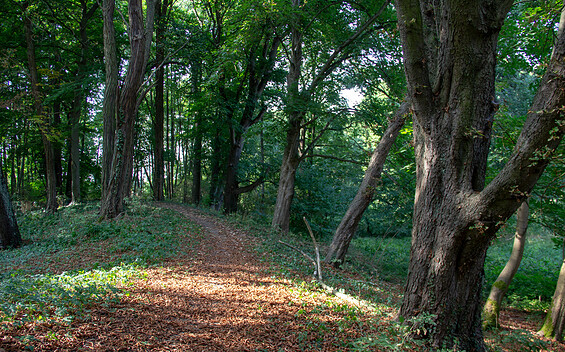 Wandern auf dem Burgwall, Foto: ScottyScout, Lizenz: TMB-Fotoarchiv