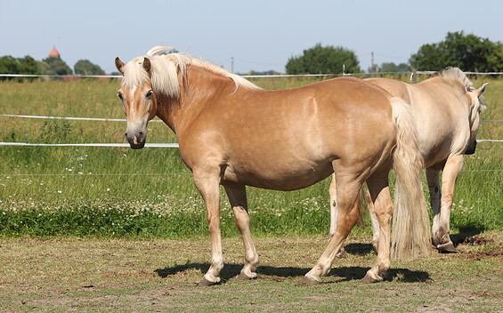 Pferde auf dem Reiterhof Steindamm, Foto: Vivian Schmoller