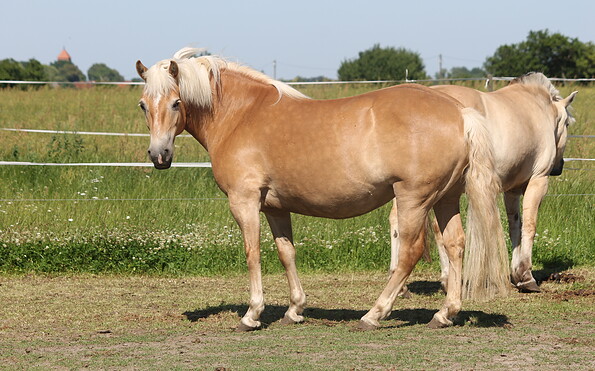 Pferde auf dem Reiterhof Steindamm, Foto: Vivian Schmoller