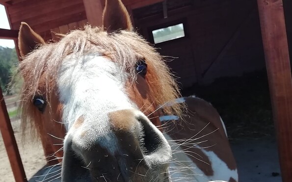 Petting zoo with ponies, Foto: Bettina Bade, Lizenz: Ferienpark Templin GmbH &amp; Co. KG