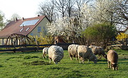 Ferienhof Herms, Tourismusverein Angermünde e.V., Foto: Ferienhof Herms, Lizenz: Ferienhof Herms